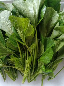 冬寒菜农家自留自种冬寒菜马蹄菜新鲜现摘3斤新鲜冬寒菜时令蔬菜