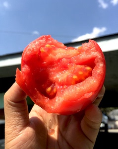 6斤装米易沙瓢西红柿大果 精品果 自家 粉果番茄 现摘现发