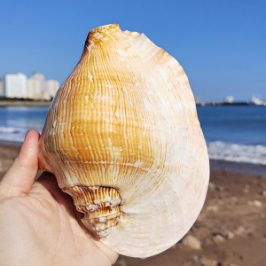 特大佛耳螺 天然超大海螺贝壳 大耳螺居家装饰品多肉花盆家居摆件