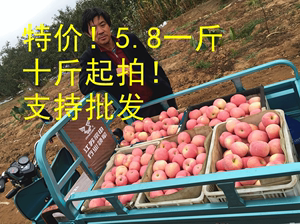 正宗新鲜山东烟台栖霞红富士苹果水果脆甜10十斤5五斤公斤包邮