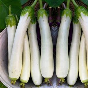 【白丝瓜种子】白玉白皮丝瓜种子大肉丝瓜种子白玉丝瓜籽早熟高产