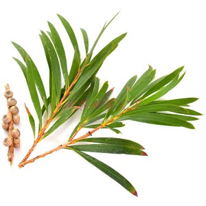 思茉露苮smolucent纯澳大利亚茶树精油10ml杀菌控油驱蚊净化愈合