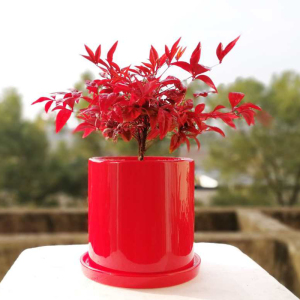 隽秀园艺红叶南天竹盆栽冬季耐寒耐热花卉大火焰植物盆景绿植