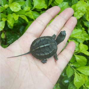 2022年珍稀花杂草龟苗小乌龟活体乌龟杂交草龟苗宠物龟活体龟