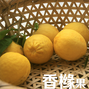 现摘新鲜香橼果 香园果 清供果供佛果佛手果水果 空气清新包邮