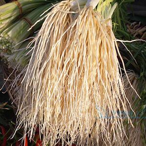 云南撇菜根保山新鲜蔬菜老品种苤菜根用韭菜月子炖汤可腌制包邮