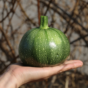 【新倭瓜】新倭瓜品牌,价格 - 阿里巴巴