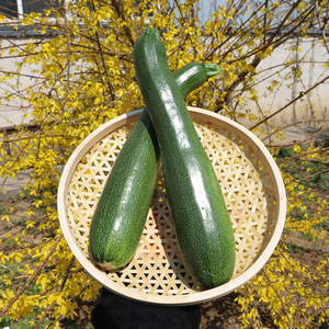 现摘小倭瓜  可清炒做汤小窝瓜 鲜嫩南瓜 当季新鲜蔬菜北京500g