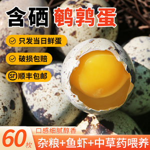 农家新鲜生鹌鹑蛋 每日现捡鲜蛋杂粮喂养鸟蛋 口感细腻醇香 60枚