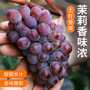 茉莉香小葡萄 皮薄肉软有浓茉莉香味 甜度高无籽新鲜葡萄水果500g