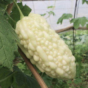 白玉苦瓜!新鲜微苦台湾引进水分足回味甘甜适合生吃350g