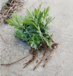 新鲜野生艾草根 老艾草 带土艾根 泡脚外敷艾草整颗带根 5颗包邮