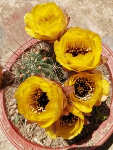 黑喉丽花仙人球