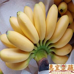 泰国帝王蕉皇帝蕉 新鲜现货包邮14斤装甜糯小米焦小芭蕉 惠宜果蔬