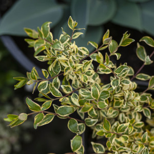 园艺小江彩叶六道木阳光幻想盆栽芳香花卉常绿灌木耐寒耐热新品