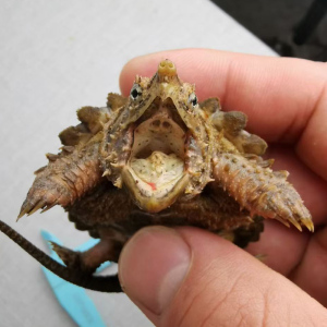 男龟蜜 变异大鳄龟wg真鳄龟goldon小乌龟苗宠物龟观赏水龟招财