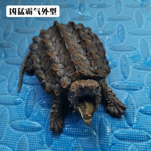 男龟蜜原种大鳄龟苗进口钓鱼真鳄龟宠物观赏龟大小佛杂变异大鳄龟