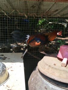 海南一代原鸡种蛋