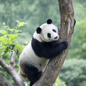 成都青城山 都江堰 熊猫基地 三星堆纯玩一日游(2-6人小包团)