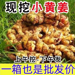 云南罗平小黄姜新鲜现挖现发嫩姜5斤9斤一整箱包邮高山生姜