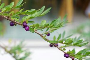蕊帽忍冬盆景观赏植物下山小桩一颗