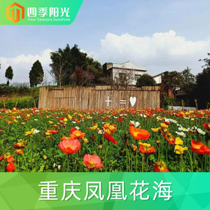 [凤凰花海-大门票]重庆 凤凰花海 大门票