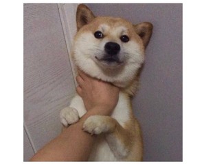 求/換 全职 叶黄 本 自有周黄叶蓝叶黄…原本的号被限制了重