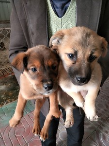 中华田园犬家养幼崽土狼狗小土狗杂交狗狮子串串长短毛活体包邮