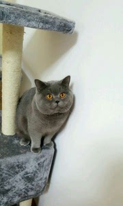 蓝猫配猫美短虎斑配猫英短渐层免费配猫配种借配