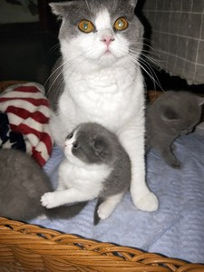 英短蓝猫折耳猫