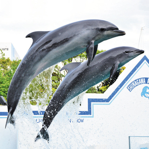 晴空塔(350米&450米入场券)+东京品川水族馆(大门票)