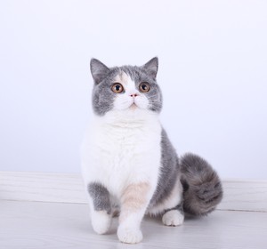 英国短毛猫三色英短妹妹三花色sold自家猫舍繁育的英短三花妹