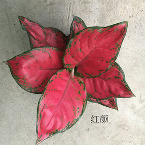 粗肋草吉利红如意万年红烟花彩叶皇后室内盆栽植物包邮图片