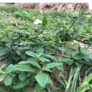 中草药 梅肉草 白背黄花稔 黄花地桃花 黄花母 干货500g包邮