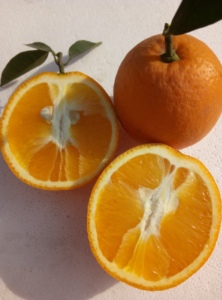 小侬人家新鲜水果农家自家种植鹅蛋柑3元500g2019年发货