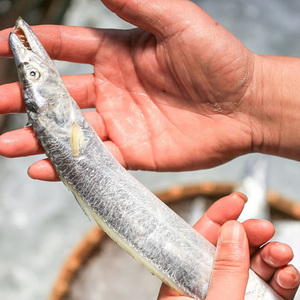新鲜纯野生海钓黄边黄金带鱼大刀鱼冷冻鲜活深海鱼水产活鱼黄鳍鱼