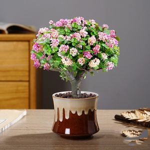 精美棒棒糖金枝玉叶盆景老桩趣味办公盆栽多肉植物花卉阳台防辐射