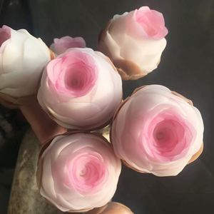 精美山地玫瑰小情书趣味办公桌多肉植物室内花卉盆栽阳台防辐射