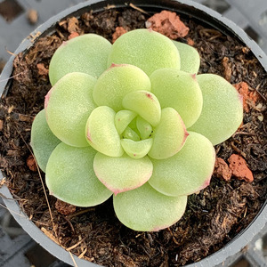 熊猫脸麦秆多肉植物韩国新品一物一拍血斑肉肉花卉绿植园艺盆栽