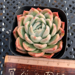 落樱原始蓝色惊喜多肉植物一物一拍群生状态肉肉花卉绿植园艺盆栽