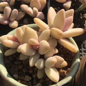 芒果奶老桩美人系多肉植物韩国一物一拍血斑肉肉花卉绿植园艺盆栽