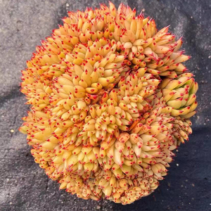 魅灵艾克魂缀化多肉植物一物一拍群生捧花状态肉肉花卉绿植盆栽