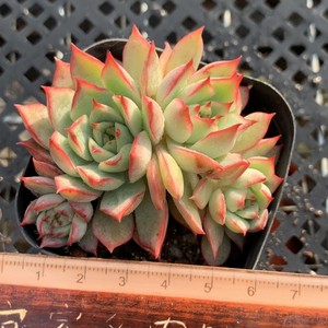 宝莲灯玫瑰船长多肉植物 一物一拍群生状态肉肉花卉绿植盆栽