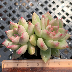 黄金璀璨老桩多肉植物一物一拍群生捧花状态肉肉花卉绿植园艺盆栽