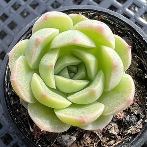 女王玫瑰x爱火多肉植物新品一物一拍血斑肉肉花卉绿植园艺盆栽