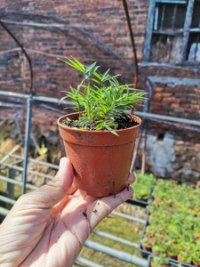 世界上最小的竹子屋久岛竹日本精品竹书房客厅室内微景观素材迷你