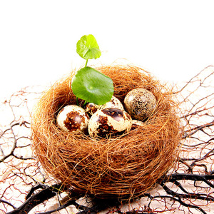 酒店厨师鸟巢鸟窝用品盘饰点缀餐厅工具大董意境菜盛器皿创意烹饪