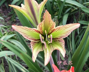 果果花卉现货原生伊瓜苏朱顶红原生绿瓜绿色朱个体