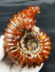 马达加斯加天然精品羊角螺化石标本玉化螺招聚旺财发财手把件摆件