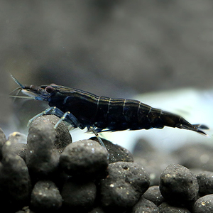 黑巧克力观赏虾